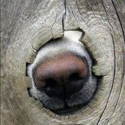 Profile Picture of Lora Winebarger (@lorawine) on Pinterest