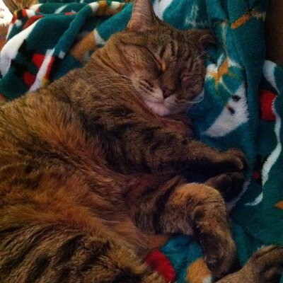 Profile Picture of Kristi Simms (@vintagediva54) on Twitter