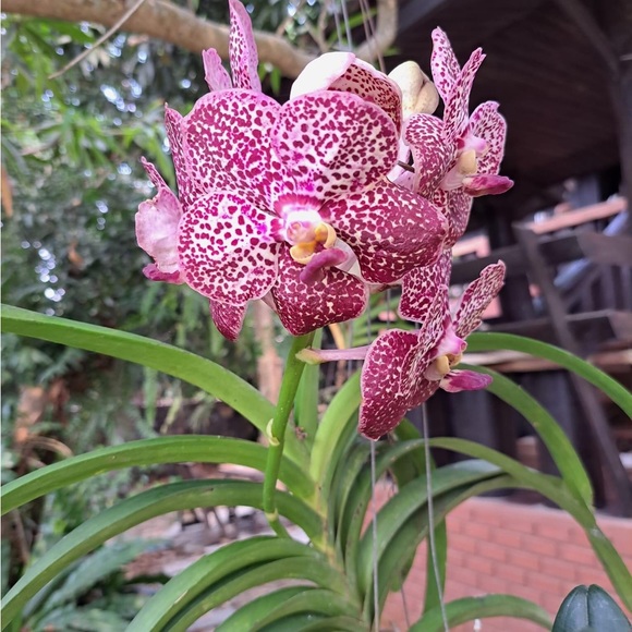 Pia pia Thangyudee - Poshmark Profile Picture of Pia pia Thangyudee (@pthangyudee) on Poshmark