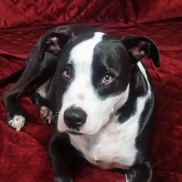 Profile Picture of Jonathan Taborda (@jtaborda62188) on Poshmark