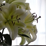 Profile Picture of Stephen Mercer (@steph.mercer) on Flickr