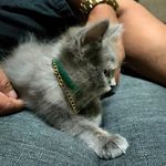 Profile Picture of Paul Michael Garcia Lacson (@paulmichaellacson) on Instagram