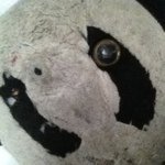 Profile Picture of Barbara McCarthy (@babschnapps) on Instagram