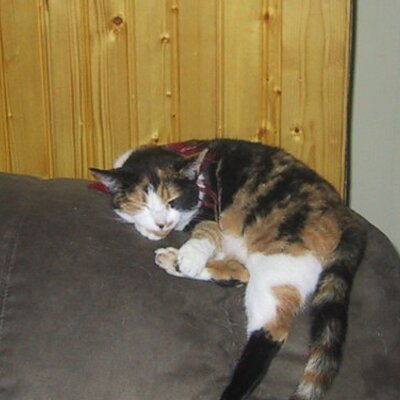 Brad Alston - Twitter Profile Picture of Brad Alston (@Alstonbrad) on Twitter