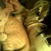 Profile Picture of Ginster James Tetkoski (@ginster.tetkoski) on Facebook
