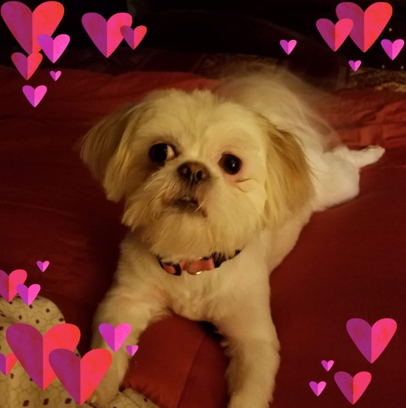 Profile Picture of Nancy Hedges (@nhedges1955) on Poshmark