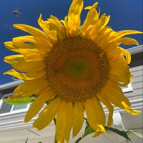 Profile Picture of Stefanie Swanson (@swanstef) on Pinterest