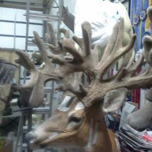 Profile Picture of DillonJacobsen (@Bowcrazy_DJ) on Twitter