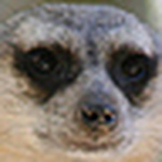 Profile Picture of Melanie Jackson (@Melanie Rhea) on Flickr