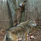 Profile Picture of Joe Gouveia (@thegreenmonster1000) on Youtube