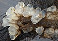 Profile Photo of Corella willmerianaon Wikipedia