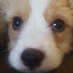 JosephSerafino - Instagram Profile Picture of JosephSerafino (@joey.serafino.20) on Instagram