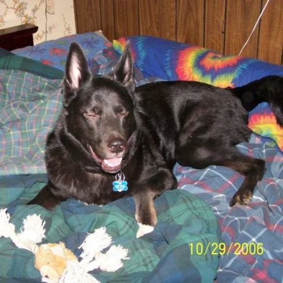 Profile Picture of Carl Hollibough (@chollibough) on Poshmark