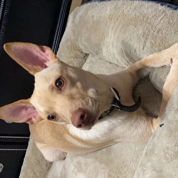 Profile Picture of Isaac Alvarez (@isaa12_) on Poshmark