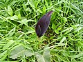 Profile Picture of Arum palaestinum - Wikipediaon Wikipedia