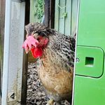 Profile Picture of Bettinas_country_hens (@bettinas_country_hens) on Instagram