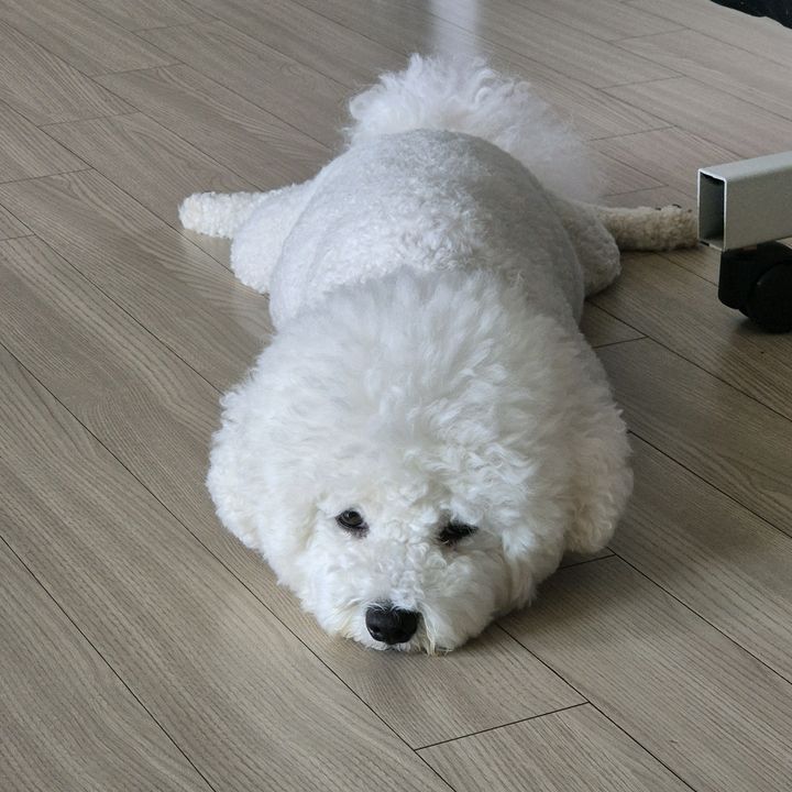 lee sang jin - Tiktok Profile Picture of lee sang jin (@userqkf2vqqc51) on Tiktok