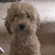 Profile Picture of Sofia Liu (@sofialiu7159) on Youtube