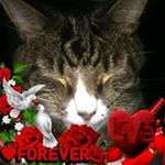 Profile Picture of Tiger Paul (@robin.tooley) on Instagram