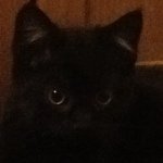 Profile Picture of Eddie,Dexter,ShamusAndWalter (@eddie_dexter_shamus_walter) on Instagram