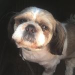 Hi! I’m Tofson - Instagram Profile Picture of Hi! I’m Tofson (@tofik_the_shihtzu) on Instagram