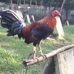 Profile Picture of Joey Manalang (@manalangjoey) on Instagram