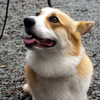 Profile Picture of Joe Borg (@Joe-Borg) on Facebook