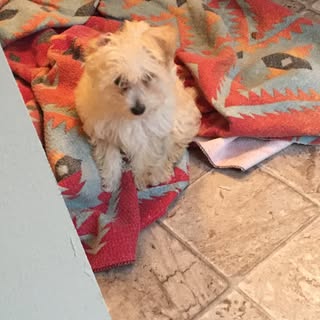 Profile Picture of Ginger Strawberry Crumpton (@ginger_crump) on Instagram