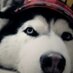 Profile Picture of Shawn Ling (@shawn_ling) on Twitter