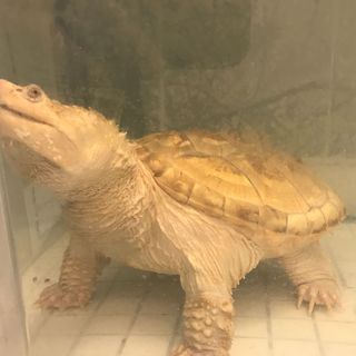 Profile Picture of Lam Cheng (@lam.cheng.90) on Facebook