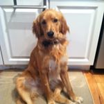 Profile Picture of Howard Meltzer (@r8rman62) on Instagram