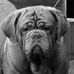 Profile Picture of Richard Keizer (WikiBordeaux Showkennel) (@richardenstephanie.wikibordeauxdog) on Facebook