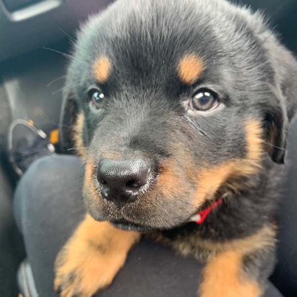 Profile Picture of Joseph Rios (@zibba17) on Poshmark