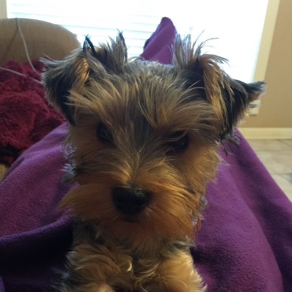 Profile Picture of Amanda Ohlenforst (@manda2205) on Poshmark