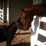 Profile Picture of Shawna Barr (@equinecontest.22) on Instagram