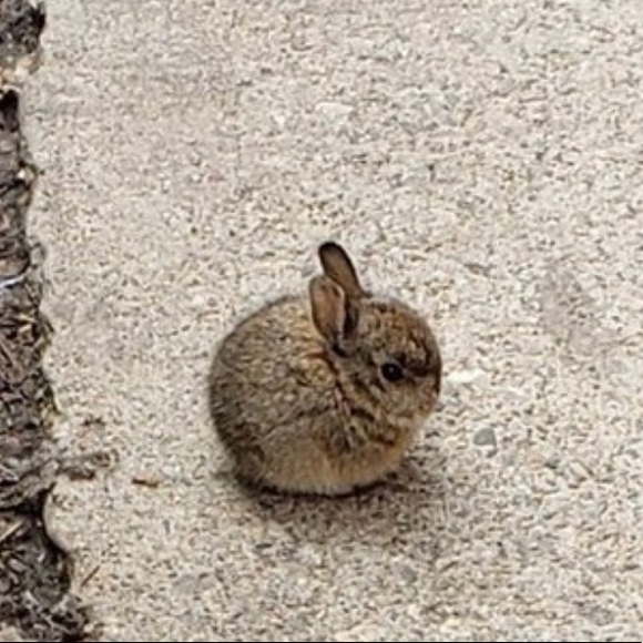 Profile Picture of Amber Farnam (@purplecalililly) on Poshmark