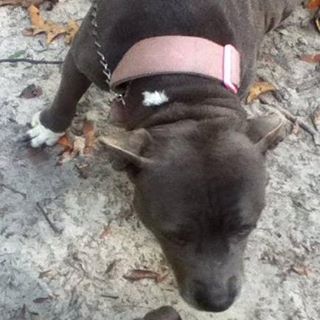 Profile Picture of Clover Fox (@clover.fox) on Facebook