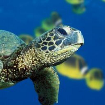 Sandra Tabor - Twitter Profile Picture of Sandra Tabor (@sandrut2303) on Twitter