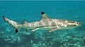 Profile Picture of Blacktip reef shark - Wikipediaon Wikipedia