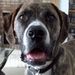 Profile Picture of Joey Stamp-Dyrdal (@joeypl) on Pinterest