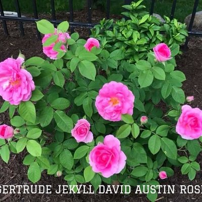Profile Picture of John Arrell (@Gardendesign54) on Twitter