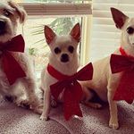 Profile Picture of Larry, Rusty And Gigi (@larry_rusty_and_gigi) on Instagram