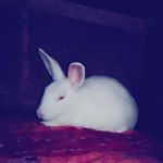 Profile Picture of syed shakeeb ahmed (@shakeeb.ahmed.786) on Instagram