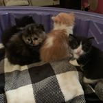 Profile Picture of carl, nala, figgy, raja (@carlandthefluffballs) on Instagram