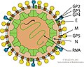 Profile Picture of Simarterivirinaeon Wikipedia