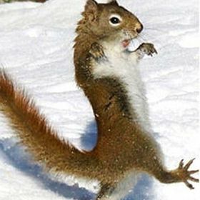 Profile Picture of Melissa Horton (@dazycrazy41) on Pinterest