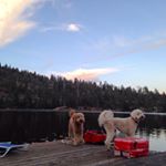 Profile Picture of Zoe & Chase (@mitchell_goldendoodles) on Instagram