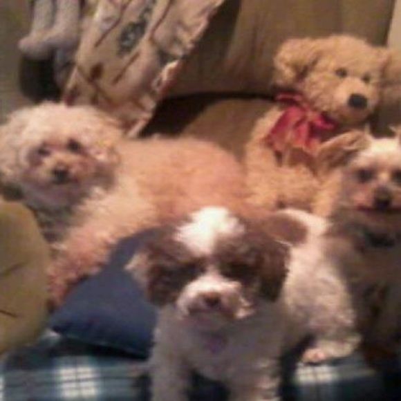 Denise Barry hauptman - Poshmark Profile Picture of Denise Barry hauptman (@dhauptman2379) on Poshmark