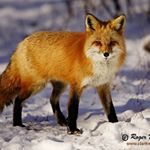 Profile Picture of andrew conrad torres (@kittygangstar2000) on Instagram