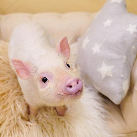 Profile Picture of ClaudineLefort (@shawnuzotsr) on Tiktok